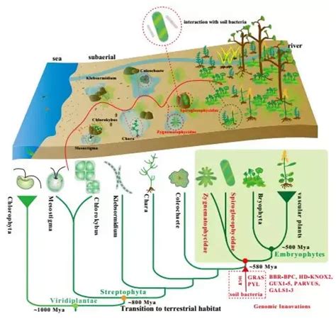 最早的植物|PNAS：揭示早期陆地植物起源之谜